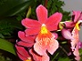 orchid 2.jpg