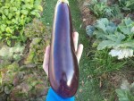 Les pieds d'aubergines ne se fatigues pas et continuent à produire comme au mois d’août.