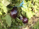 DSC04571.JPG