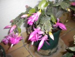 DSCN5896.JPG