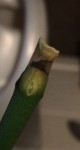 FullSizeRender.jpg