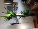 Yucca.jpg