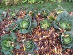 Les choux bien à l'abris dans leur manteau de feuilles mortes.
