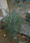 plante_a.jpg