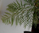 plante_b.jpg