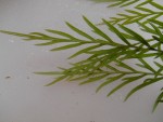 Plante_c.jpg