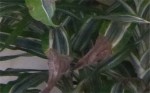 zoom dracaena.JPG