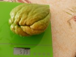 Chayottes bicolore    473 (Copier).JPG