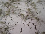 Herbe aux écouvillons Graines.JPG