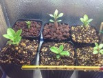 Plantes d'un mois