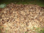 Les feuilles une fois déposées