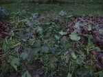 Le pied de courgettes coupé puis écrasé avec le pied