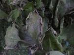 On voit bien que les feuilles sont grillées