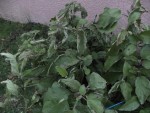 DSC04587.JPG