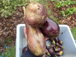 Les aubergines étaient encore de belle taille