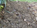Les échalotes une fois plantées,il restera à disposer un très léger paillis sur cette terre pour lui éviter de s’enherber ou de ce tasser.