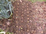 Les échalotes disposées avant la plantation.