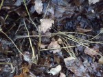 Au passage voici une photo de mes haricots que j'avais recouvert de feuilles morte,on peut se rendre compte qu'il ne reste déjà plus grand chose quand on gratte les feuilles.