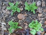 Vue rapprochée de quelques salades.