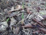 voici l'ail qui commence à sortir.