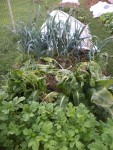 Les poireaux et les endives.<br />Ces dernières se font mangées par un mulot,par cool celui là.<br />Mais je croit que mon chat la eu!!!