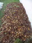 Les feuilles qui ont étés déposées sur les aubergines.