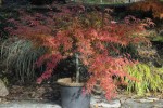 palmatum phoenix6.JPG