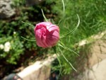 10- fleur rose en bouton