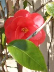 9- fleur rouge