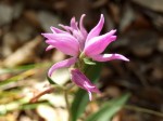 8- fleur mauve