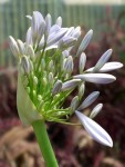 7- fleur blanche