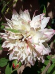 5- fleur blanche
