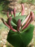 3-fleur bizarre euphorbe ??