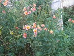 DSCN5916.JPG