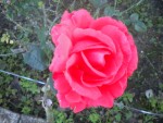 DSCN5912.JPG