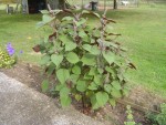 la plante en question