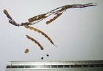 2014-11-23-09.42bis.jpg