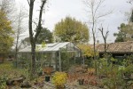 taille Acacia8.JPG