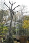 taille Acacia7.JPG