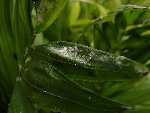 DSC00001_redimensionner.JPG
