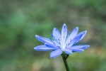 fleur.jpg