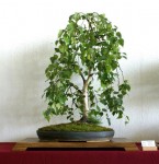 bonsai de bouleau.jpg