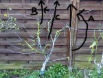 cerisier111554.jpg