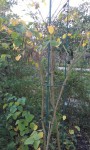 2014-11-29-15.49bis.jpg