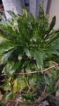 Plante qui pousse allégrement un peu partout