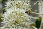 aralia-fleurs-insecte-25oct14.JPG