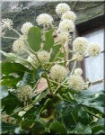 aralia-fleurs-13nov13.JPG