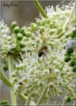 aralia-fleurs-25oct14.JPG