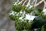 aralia-neige 12.JPG