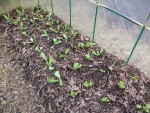 Les salades une fois plantées.